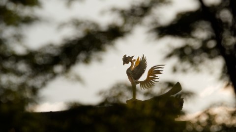 5-zodiac-signs-that-are-like-the-phoenix:-they-rise-from-the-ashes