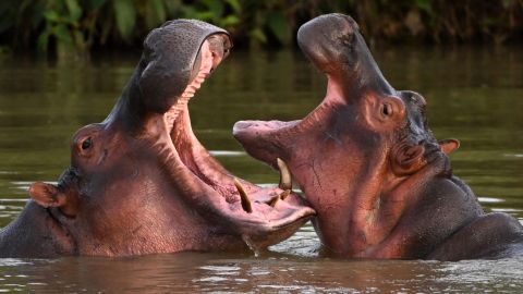 why-the-colombian-government-will-sacrifice-80-of-pablo-escobar’s-hippos