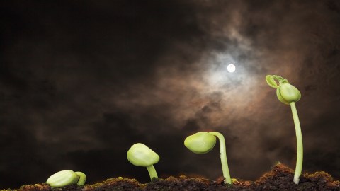 the-best-phases-of-the-moon-to-sow-and-transplant-plants