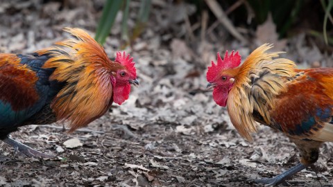what-happens-in-arizona-if-you-participate-in-cockfights:-what-the-law-says