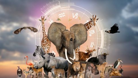 which-wild-animal-your-zodiac-sign-identifies-with,-according-to-its-character