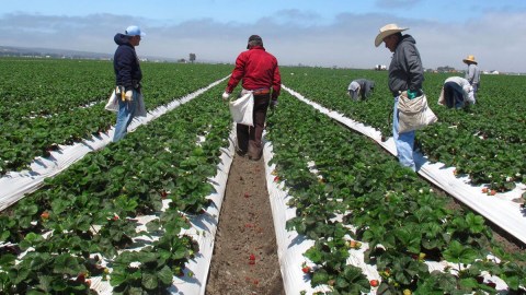 employment-for-mexican-immigrants-in-the-us-decreased-during-the-first-quarter-of-the-year