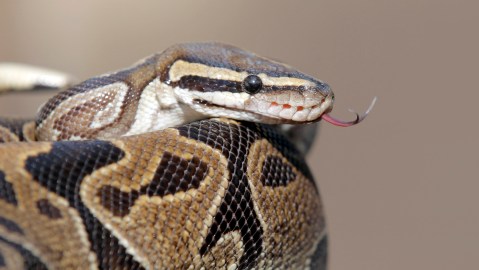 northern-california-woman-dies-from-snake-bite
