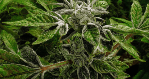 historical-reclassification:-state-licensed-medical-marijuana-is-considered-a-less-dangerous-drug