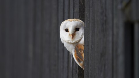 what-it-means-when-an-owl-visits-your-house,-according-to-beliefs-and-science