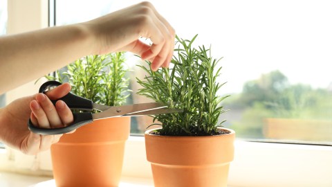 why-it-became-popular-to-make-a-rosemary-cross-in-homes-and-businesses
