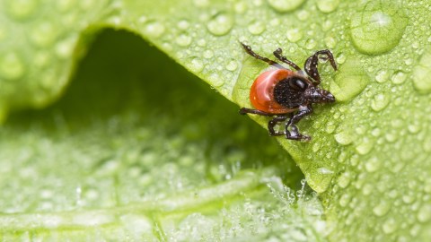 tick-season-seems-to-have-started-strongly-in-the-us