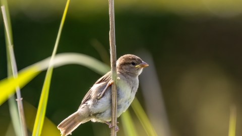 what-does-it-mean-when-there-are-birds-singing-in-the-yard-of-your-house