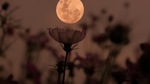 flower-moon-in-may-2026:-what-it-portends-for-your-zodiac-sign