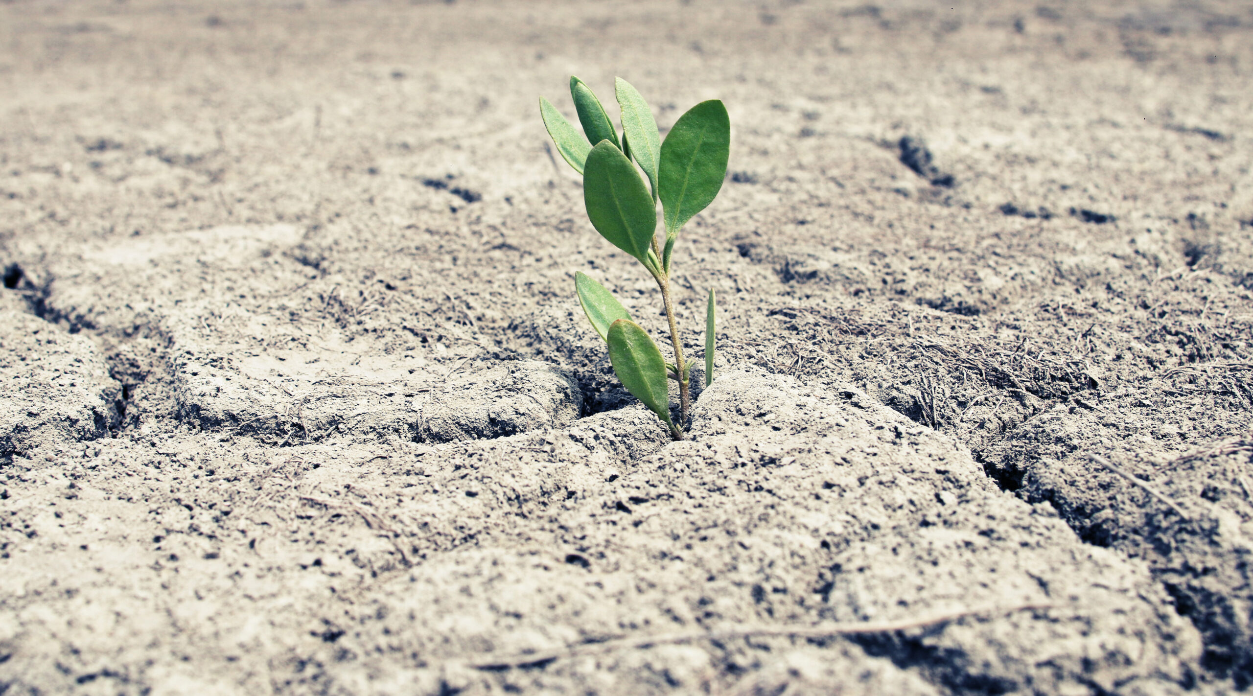 chinese-scientists-create-genetically-modified-plants-to-shine-like-those-in-avatar