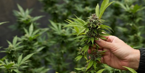 the-use-of-hashish-among-older-adults-is-increasing,-we-tell-you-why
