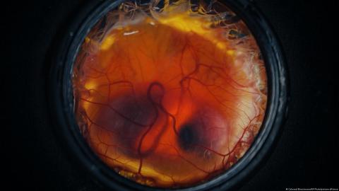 chicks-hatch-in-a-3d-printed-synthetic-egg:-mountainous’s-plan-to-revive-the-giant-moa