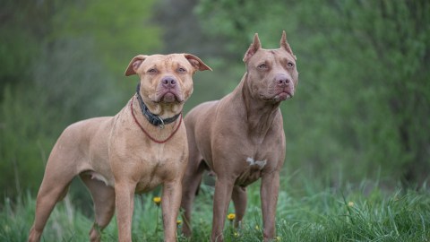 woman-died-after-being-attacked-by-two-pit-bulls-in-florida