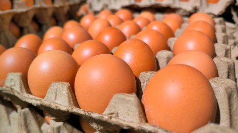 egg-prices-in-the-us-continue-to-fall-as-supply-soars