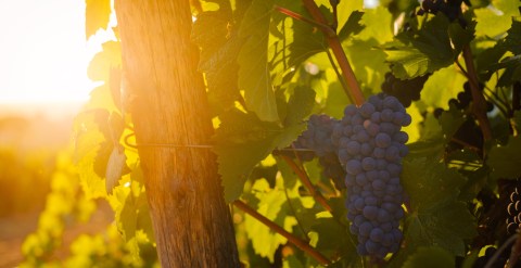 they-reveal-the-role-of-grapes-in-protecting-the-skin-against-the-sun’s-uv-rays