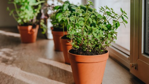 3-plants-that-keep-cockroaches-away-from-your-house-and-are-easy-to-get