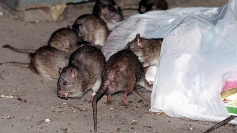 representative-from-idaho-promotes-a-law-against-rats-for-becoming-a-pest