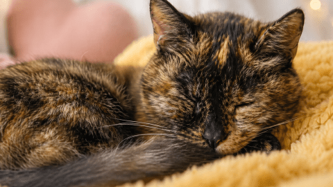 he-is-30-years-old-and-is-a-world-record:-the-cat-that-defies-the-passage-of-time