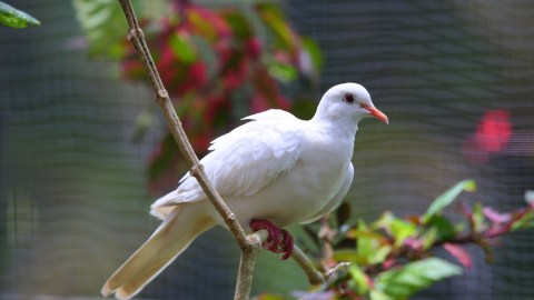 what-is-the-spiritual-message-of-seeing-a-white-dove