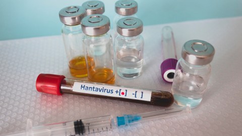 hantavirus-reappeared:-what-is-this-outbreak-about?