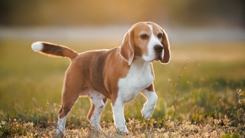 hundreds-of-dogs-used-in-medical-testing-laboratory-rescued-in-wisconsin;-they-will-be-put-up-for-adoption