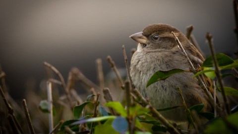 what-it-means-when-a-sparrow-makes-a-nest-in-your-house,-according-to-psychology
