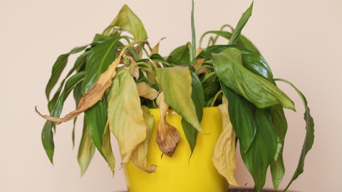 objects-at-home-that-block-your-luck-in-the-lottery-according-to-feng-shui