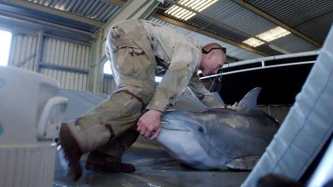the-story-of-the-soviet-trained-suicide-dolphins-that-iran-bought-from-ukraine-26-years-ago