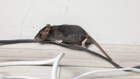 hantavirus:-how-to-know-if-there-are-rats-in-the-house-and-scare-them-away