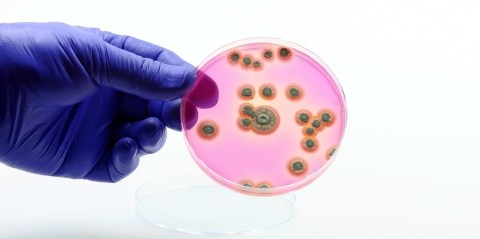 alarming-increase-in-candidemia-in-the-us,-study-reveals