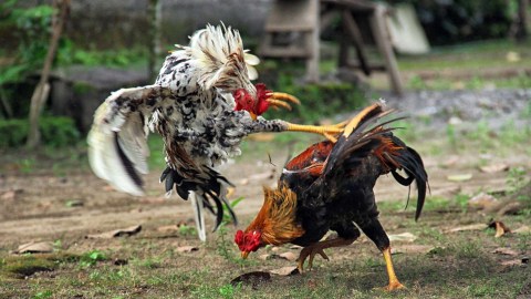 what-happens-in-texas-if-you-participate-in-cockfights:-the-laws-warn