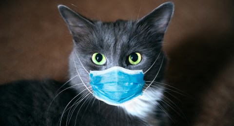 can-pets-transmit-hantavirus-to-humans?