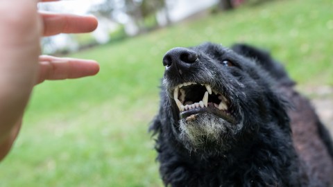 five-month-old-baby-dies-after-brutal-dog-attack-in-south-carolina