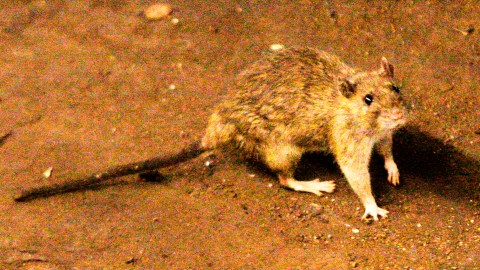 rats-terrorize-and-sicken-families-in-gaza-and-aggravate-the-humanitarian-crisis-in-camps:-un
