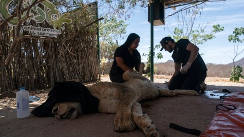 tigers,-jaguars-and-elephants-flee-drug-violence-in-sinaloa