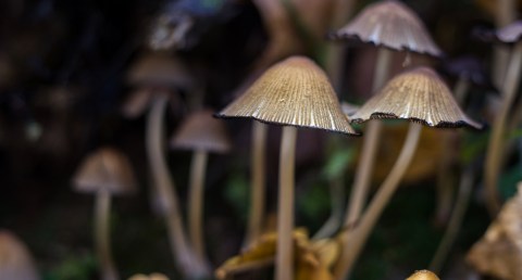 the-case-of-a-woman-with-advanced-alzheimer’s-who-recovered-her-speech-and-memory-after-consuming-hallucinogenic-mushrooms