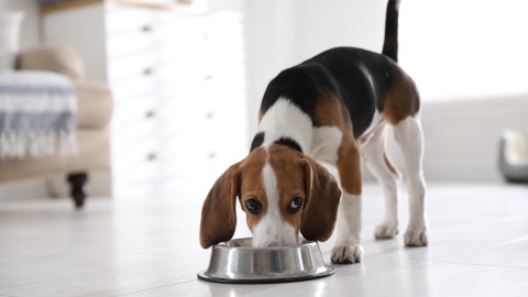 fda-announces-recall-of-pet-foods-that-could-cause-nutritional-deficiencies