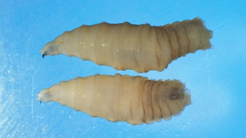 it-has-returned,-and-with-greater-force:-cases-of-screwworm-disease-spread-in-the-us