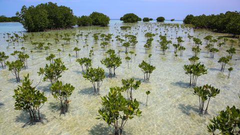 how-the-world’s-mangroves-are-recovering-after-decades-of-destruction