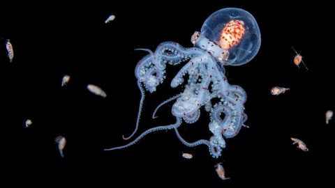 the-impressive-images-of-sea-creatures-achieved-by-the-intrepid-diver-who-dives-into-the-sea-at-night